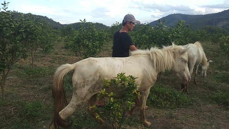 Gia Lai: Đàn ngựa mắt đỏ hàng tỷ đồng trên ốc đảo của trai 8X - 1 Gia Lai: Đàn ngựa mắt đỏ hàng tỷ đồng trên ốc đảo của trai 8X - 1