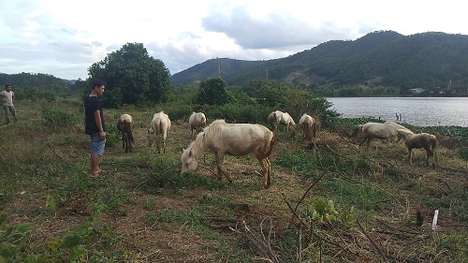 Gia Lai: Đàn ngựa mắt đỏ hàng tỷ đồng trên ốc đảo của trai 8X - 2 Gia Lai: Đàn ngựa mắt đỏ hàng tỷ đồng trên ốc đảo của trai 8X - 2