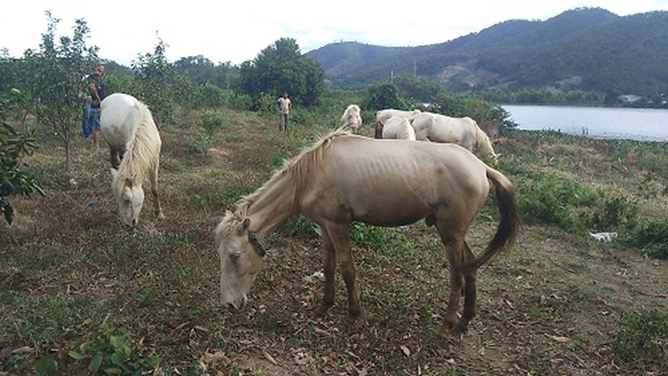 Gia Lai: Đàn ngựa mắt đỏ hàng tỷ đồng trên ốc đảo của trai 8X - 4 Gia Lai: Đàn ngựa mắt đỏ hàng tỷ đồng trên ốc đảo của trai 8X - 4