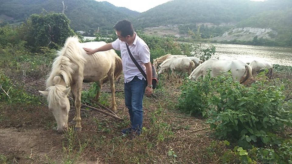 Gia Lai: Đàn ngựa mắt đỏ hàng tỷ đồng trên ốc đảo của trai 8X - 6 Gia Lai: Đàn ngựa mắt đỏ hàng tỷ đồng trên ốc đảo của trai 8X - 6