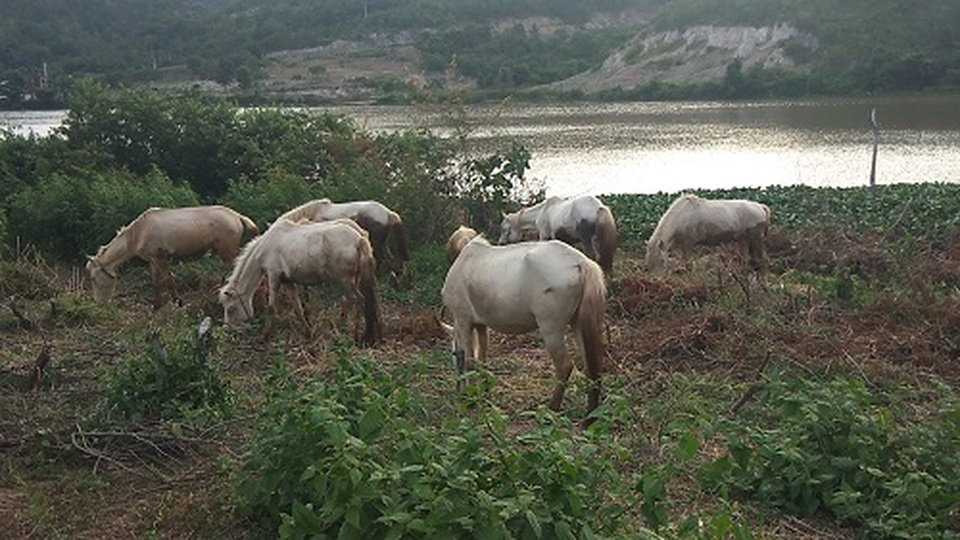 Gia Lai: Đàn ngựa mắt đỏ hàng tỷ đồng trên ốc đảo của trai 8X - 7 Gia Lai: Đàn ngựa mắt đỏ hàng tỷ đồng trên ốc đảo của trai 8X - 7