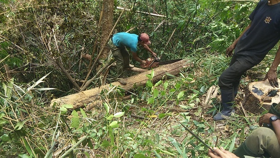Khởi tố vụ án sau loạt bài “Tiếng thét đau đớn của rừng xanh Tây Nguyên”! - 2 Khởi tố vụ án sau loạt bài “Tiếng thét đau đớn của rừng xanh Tây Nguyên”! - 2