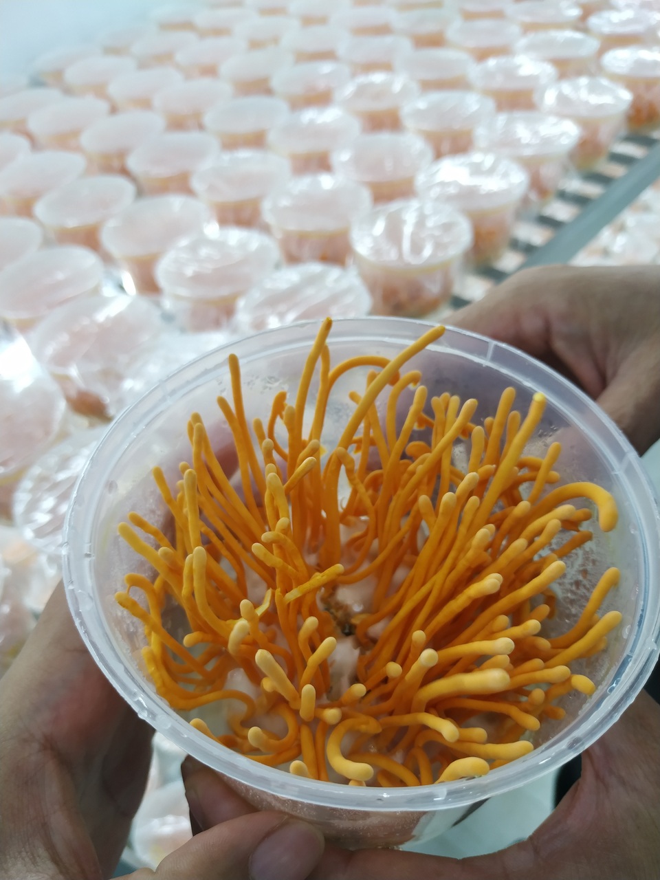 Khám phá công nghệ nuôi trồng loài nấm “nửa cây nửa con” của các nhà khoa học Việt - 3 Khám phá công nghệ nuôi trồng loài nấm “nửa cây nửa con” của các nhà khoa học Việt - 3