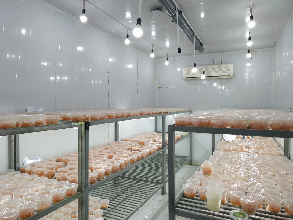Khám phá công nghệ nuôi trồng loài nấm “nửa cây nửa con” của các nhà khoa học Việt - 8 Khám phá công nghệ nuôi trồng loài nấm “nửa cây nửa con” của các nhà khoa học Việt - 8