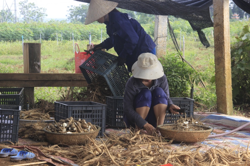 Quảng Trị: Trồng sâm Bố Chính trên đất đỏ bazan, thu lãi hơn nửa tỷ đồng - 2 Quảng Trị: Trồng sâm Bố Chính trên đất đỏ bazan, thu lãi hơn nửa tỷ đồng - 2