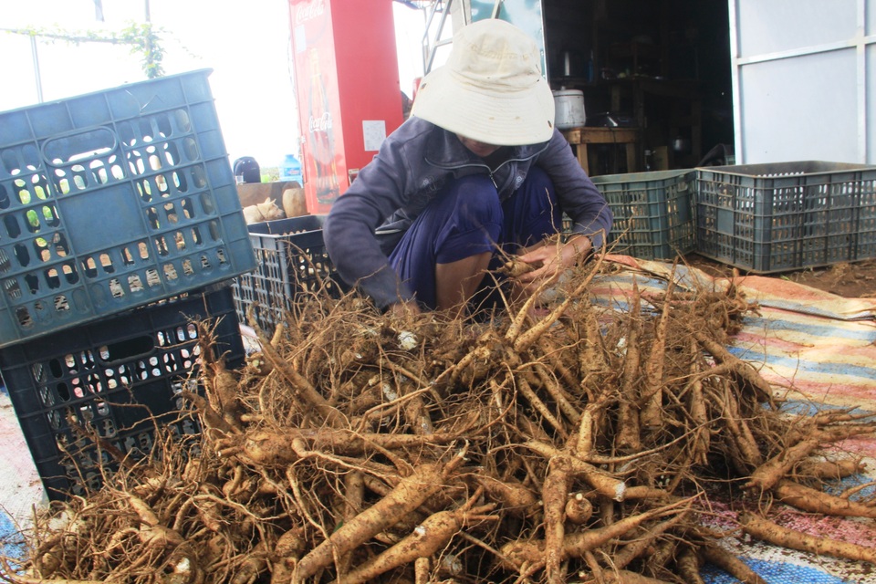 Quảng Trị: Trồng sâm Bố Chính trên đất đỏ bazan, thu lãi hơn nửa tỷ đồng - 6 Quảng Trị: Trồng sâm Bố Chính trên đất đỏ bazan, thu lãi hơn nửa tỷ đồng - 6