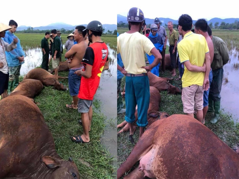 Sét đánh khiến một người nguy kịch, 6 con bò bị chết - 1 Sét đánh khiến một người nguy kịch, 6 con bò bị chết - 1
