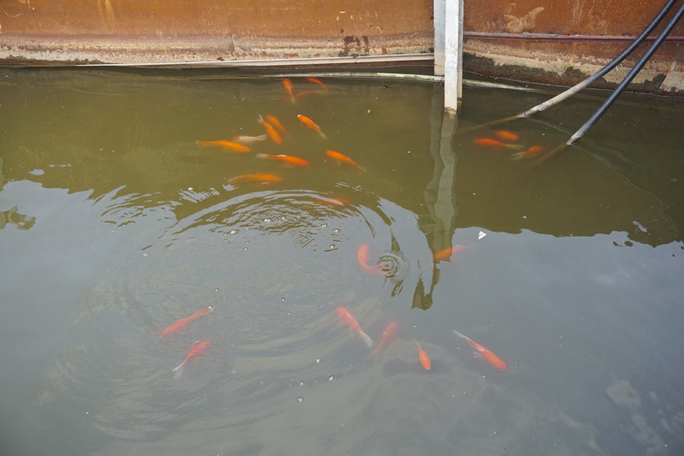 Sau 1 tháng, đàn cá Koi tại sông Tô Lịch bây giờ ra sao? - 4 Sau 1 tháng, đàn cá Koi tại sông Tô Lịch bây giờ ra sao? - 4
