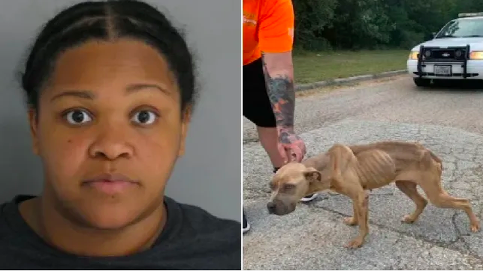 Bị bắt vì ném chó con suy dinh dưỡng qua cửa sổ xe hơi - 1