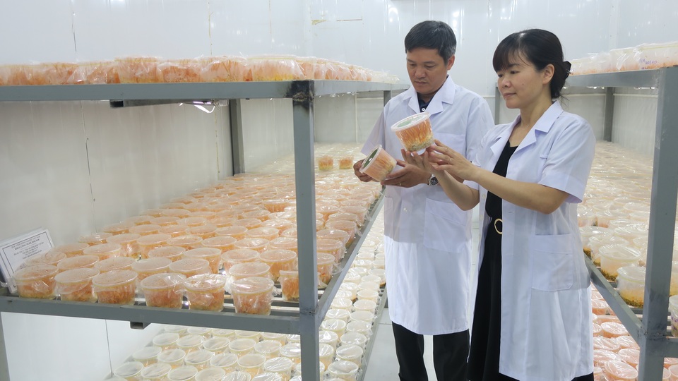 Khám phá công nghệ nuôi trồng loài nấm “nửa cây nửa con” của các nhà khoa học Việt - 1 Khám phá công nghệ nuôi trồng loài nấm “nửa cây nửa con” của các nhà khoa học Việt - 1