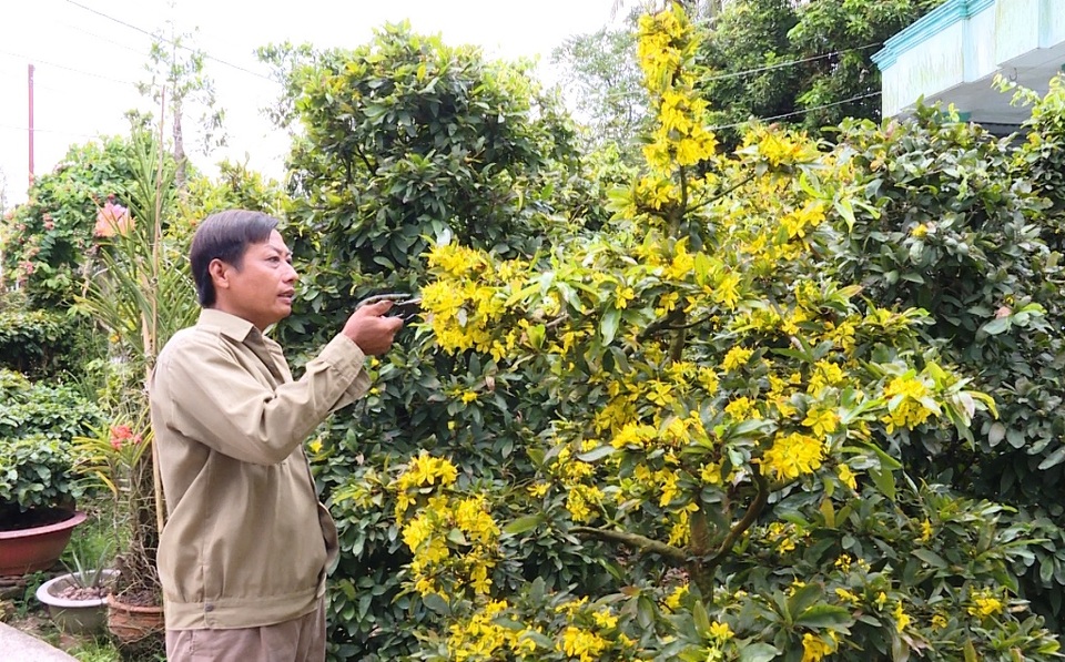 Nhà vườn trồng mai lao đao vì hoa mai nở hoa sớm - 1 Nhà vườn trồng mai lao đao vì hoa mai nở hoa sớm - 1