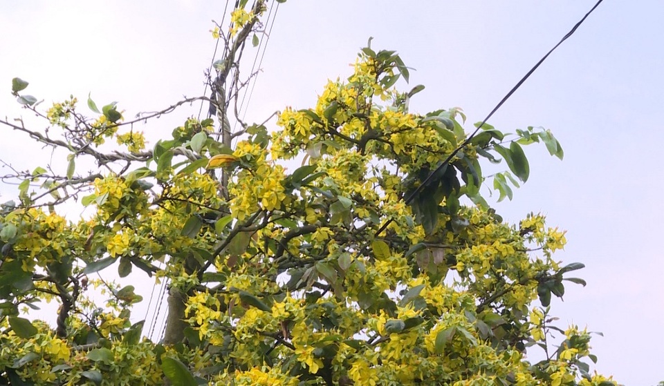 Nhà vườn trồng mai lao đao vì hoa mai nở hoa sớm - 2 Nhà vườn trồng mai lao đao vì hoa mai nở hoa sớm - 2