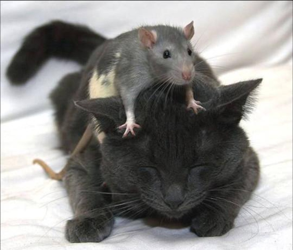 Mèo Kitys 69 của Calibra: Chú mèo công nghệ 4.0 - Giải pháp đuổi chuột hiệu quả - 2 Mèo Kitys 69 của Calibra: Chú mèo công nghệ 4.0 - Giải pháp đuổi chuột hiệu quả - 2