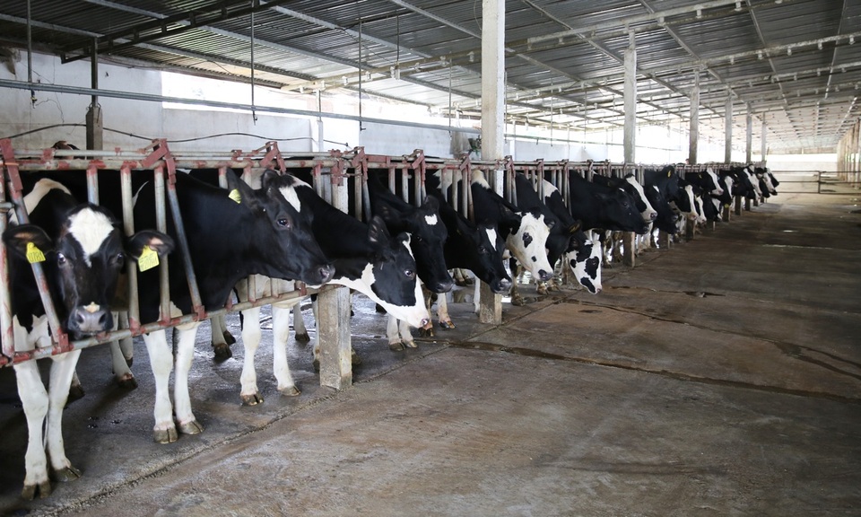 “Suối vàng trắng” ở Mộc Châu - 1 “Suối vàng trắng” ở Mộc Châu - 1