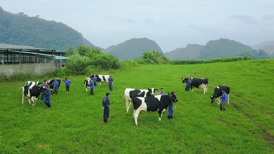 “Suối vàng trắng” ở Mộc Châu - 2 “Suối vàng trắng” ở Mộc Châu - 2
