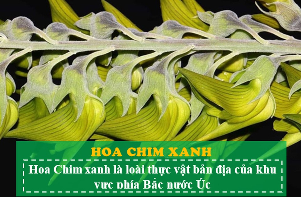 Loài hoa kỳ lạ có hình dáng y hệt chú chim thu hút hàng chục ngàn lượt tương tác - 2 Loài hoa kỳ lạ có hình dáng y hệt chú chim thu hút hàng chục ngàn lượt tương tác - 2