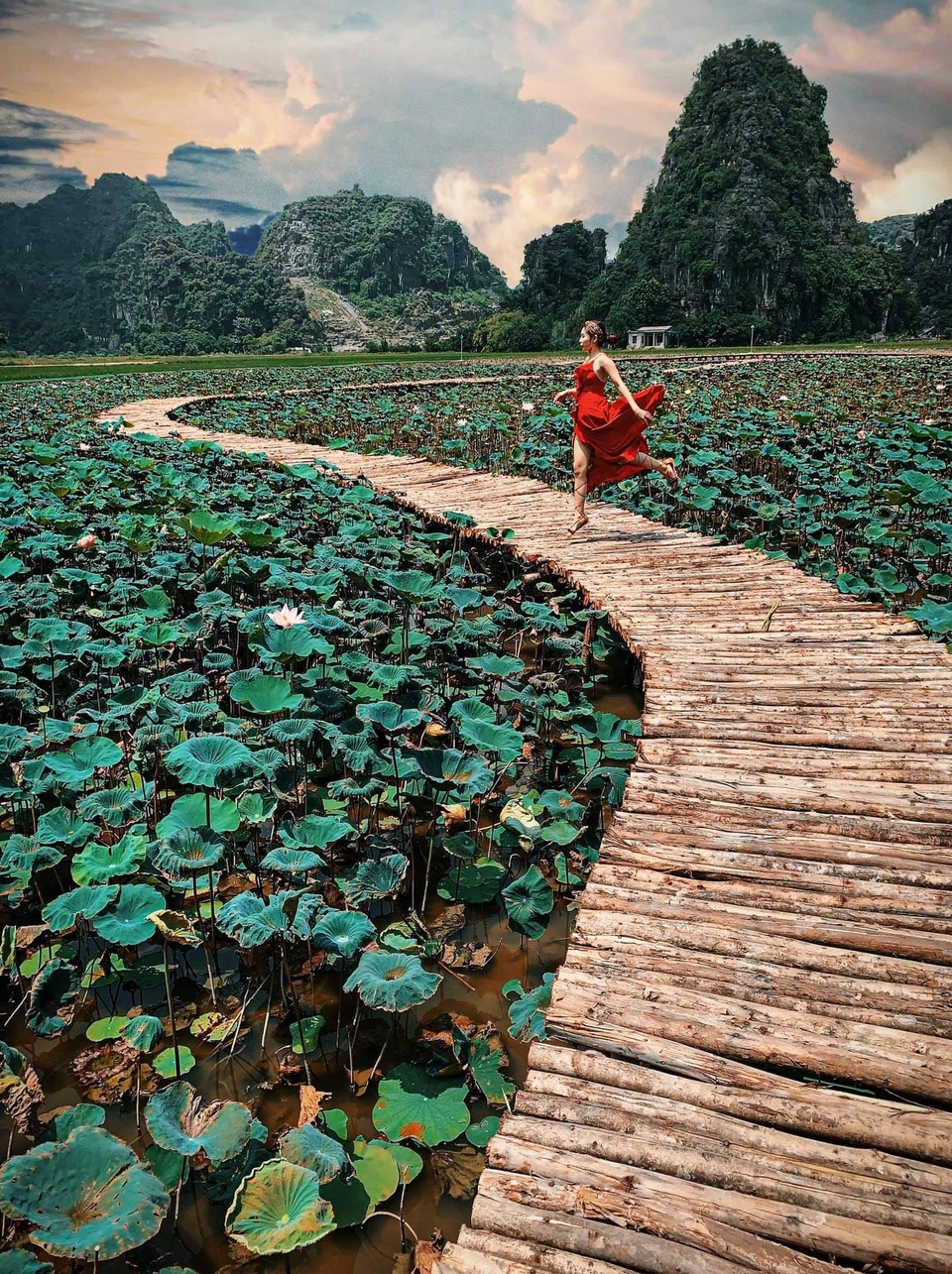 Sen nở rộ, lúa trải vàng ở thánh địa sống ảo miền Bắc - 5 Sen nở rộ, lúa trải vàng ở thánh địa sống ảo miền Bắc - 5