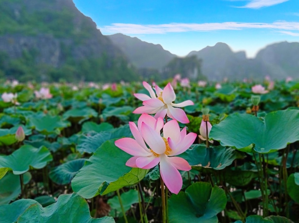 Sen nở rộ, lúa trải vàng ở thánh địa sống ảo miền Bắc - 3 Sen nở rộ, lúa trải vàng ở thánh địa sống ảo miền Bắc - 3
