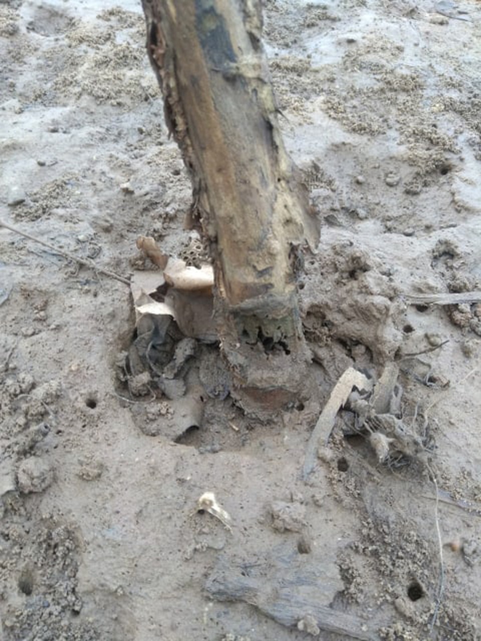 Bị sinh vật “lạ” tấn công, rừng bần ngập mặn nguy cơ bị xóa sổ - 5