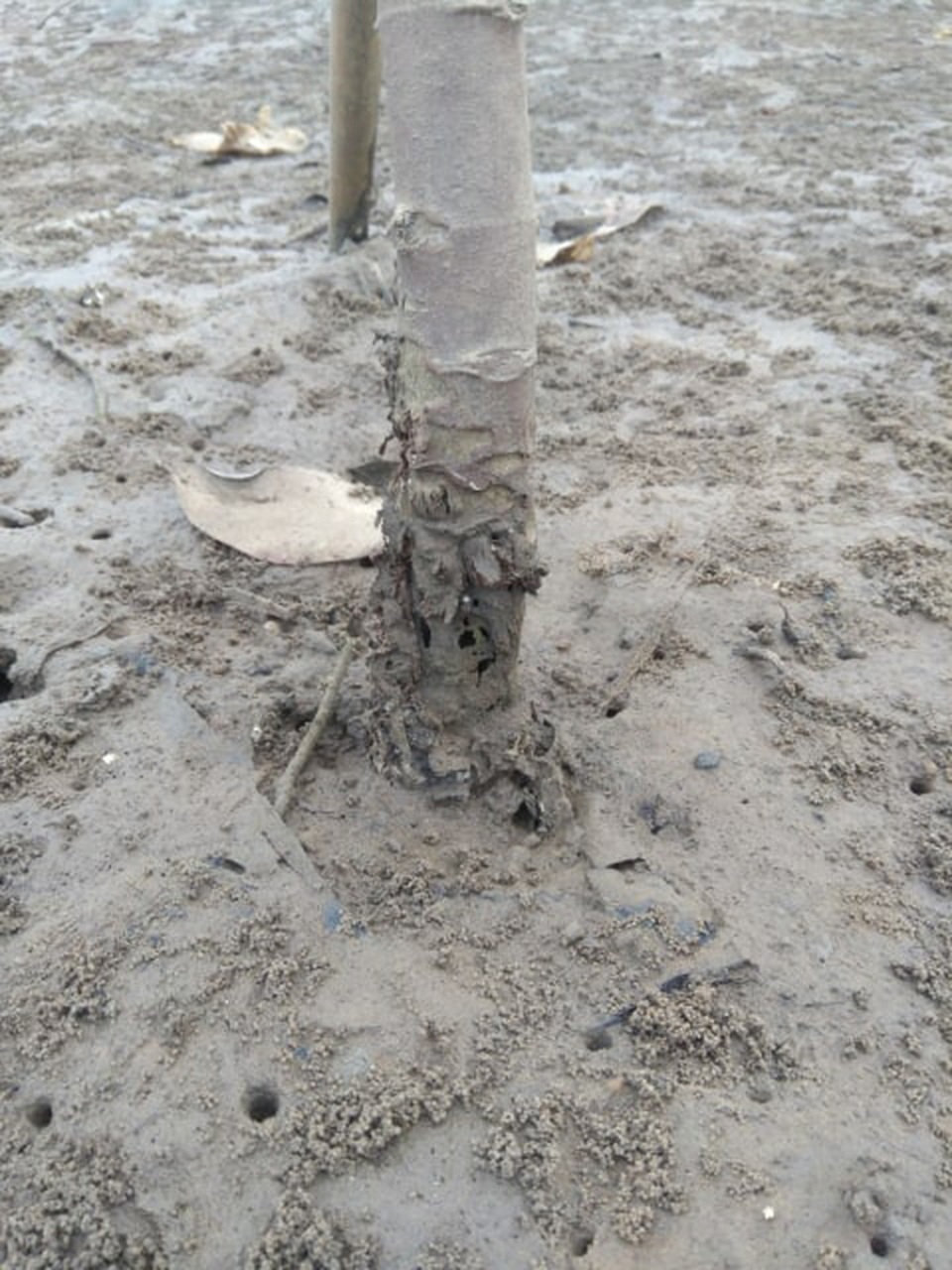 Bị sinh vật “lạ” tấn công, rừng bần ngập mặn nguy cơ bị xóa sổ - 4