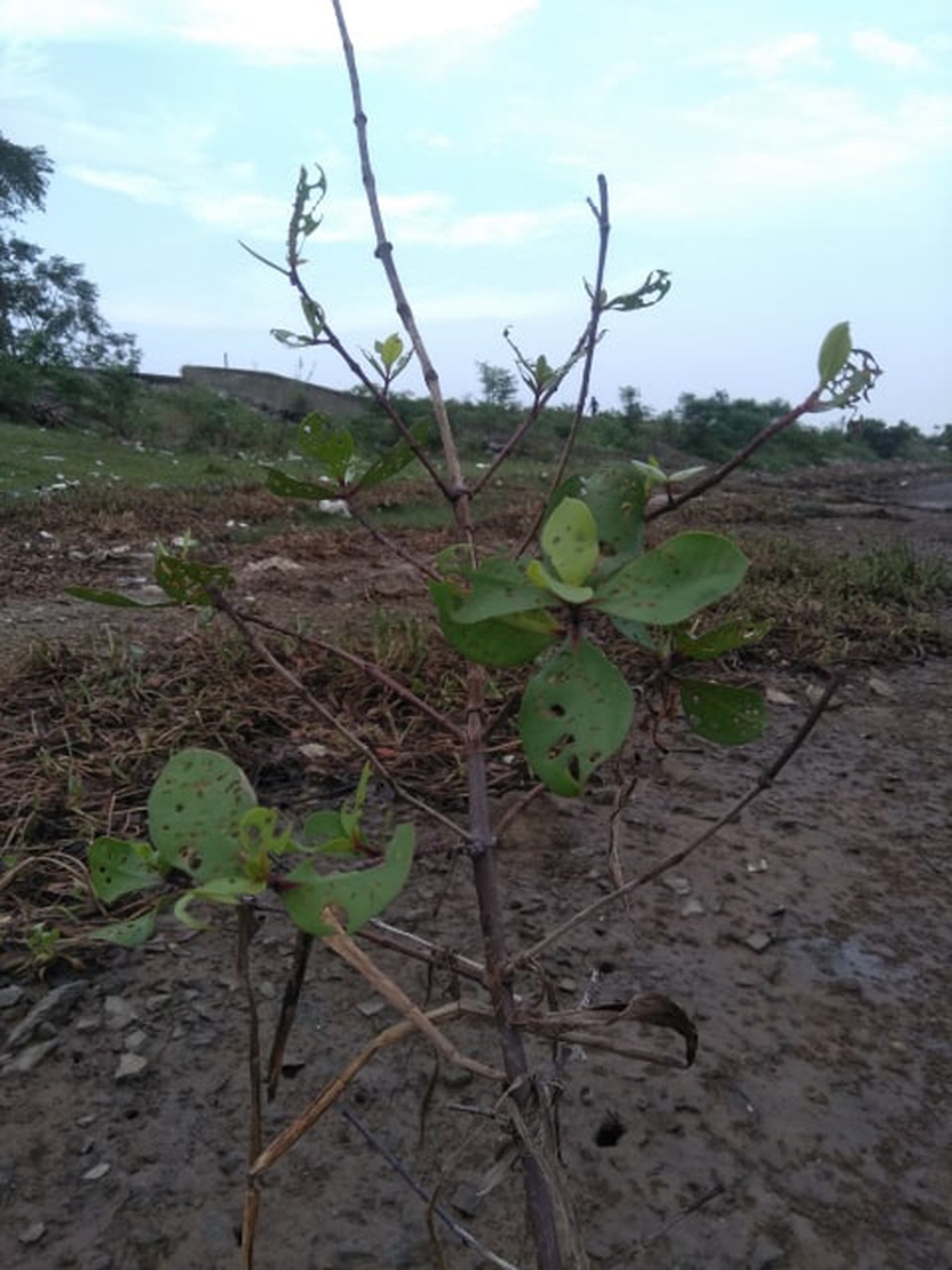 Bị sinh vật “lạ” tấn công, rừng bần ngập mặn nguy cơ bị xóa sổ - 3