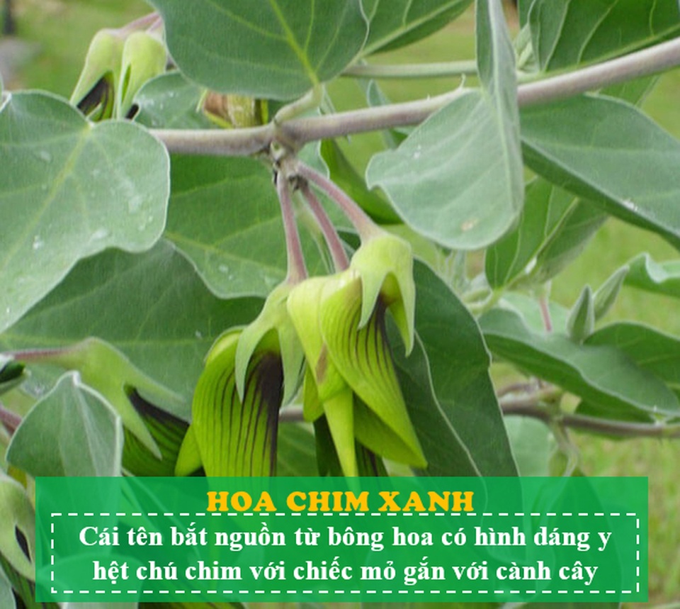Loài hoa kỳ lạ có hình dáng y hệt chú chim thu hút hàng chục ngàn lượt tương tác - 4 Loài hoa kỳ lạ có hình dáng y hệt chú chim thu hút hàng chục ngàn lượt tương tác - 4