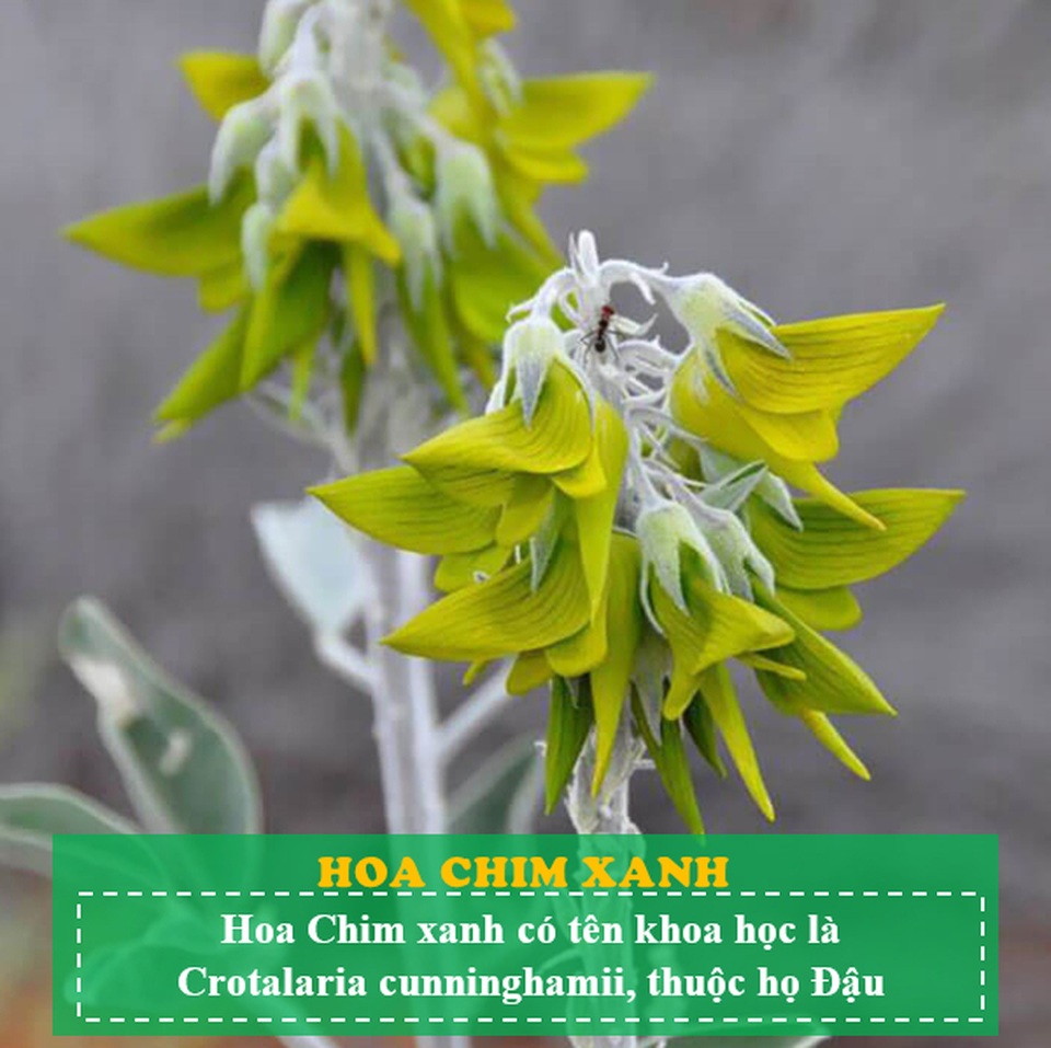 Loài hoa kỳ lạ có hình dáng y hệt chú chim thu hút hàng chục ngàn lượt tương tác - 3 Loài hoa kỳ lạ có hình dáng y hệt chú chim thu hút hàng chục ngàn lượt tương tác - 3
