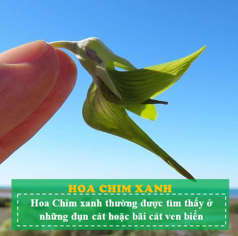 Loài hoa kỳ lạ có hình dáng y hệt chú chim thu hút hàng chục ngàn lượt tương tác - 5 Loài hoa kỳ lạ có hình dáng y hệt chú chim thu hút hàng chục ngàn lượt tương tác - 5