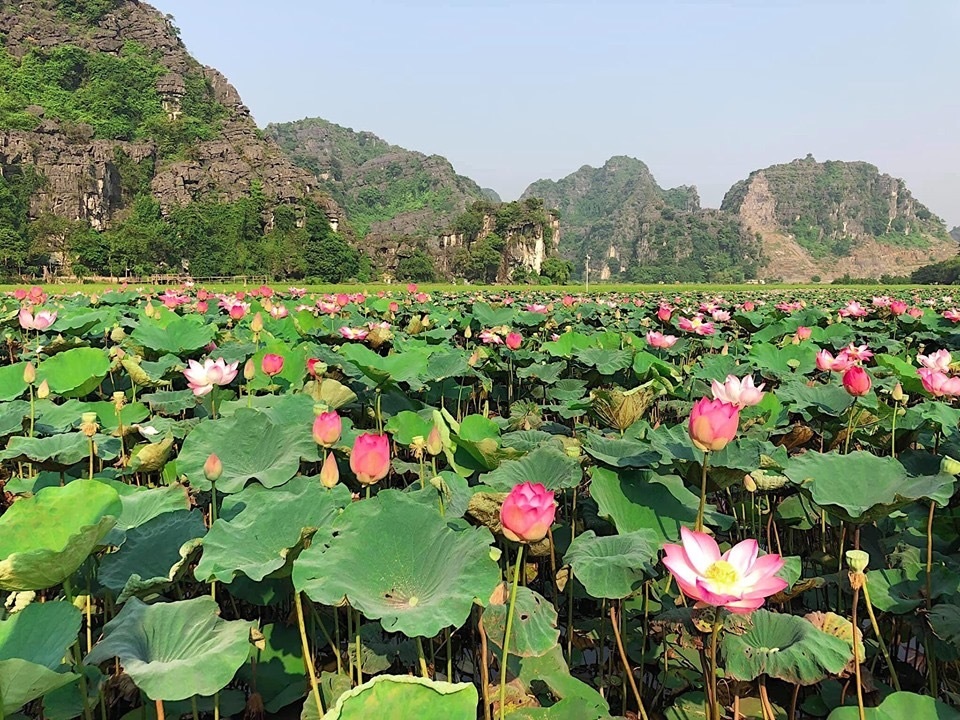 Sen nở rộ, lúa trải vàng ở thánh địa sống ảo miền Bắc - 2 Sen nở rộ, lúa trải vàng ở thánh địa sống ảo miền Bắc - 2