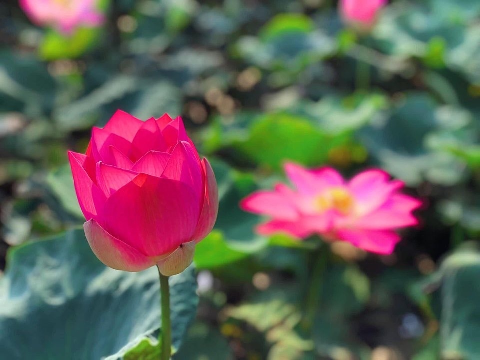 Sen nở rộ, lúa trải vàng ở thánh địa sống ảo miền Bắc - 1 Sen nở rộ, lúa trải vàng ở thánh địa sống ảo miền Bắc - 1