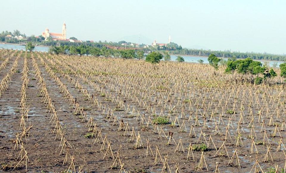 Bị sinh vật “lạ” tấn công, rừng bần ngập mặn nguy cơ bị xóa sổ - 2
