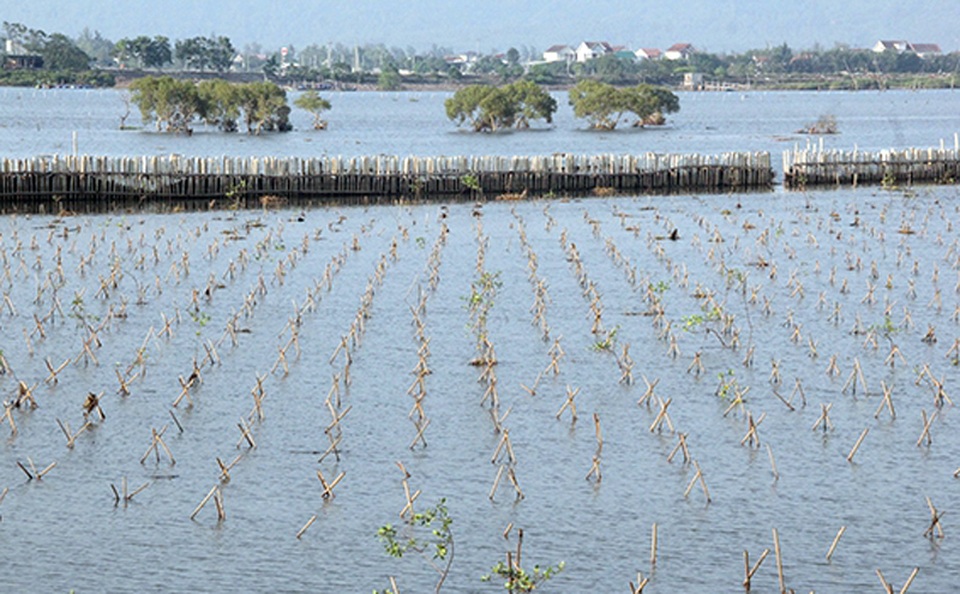 Bị sinh vật “lạ” tấn công, rừng bần ngập mặn nguy cơ bị xóa sổ - 1