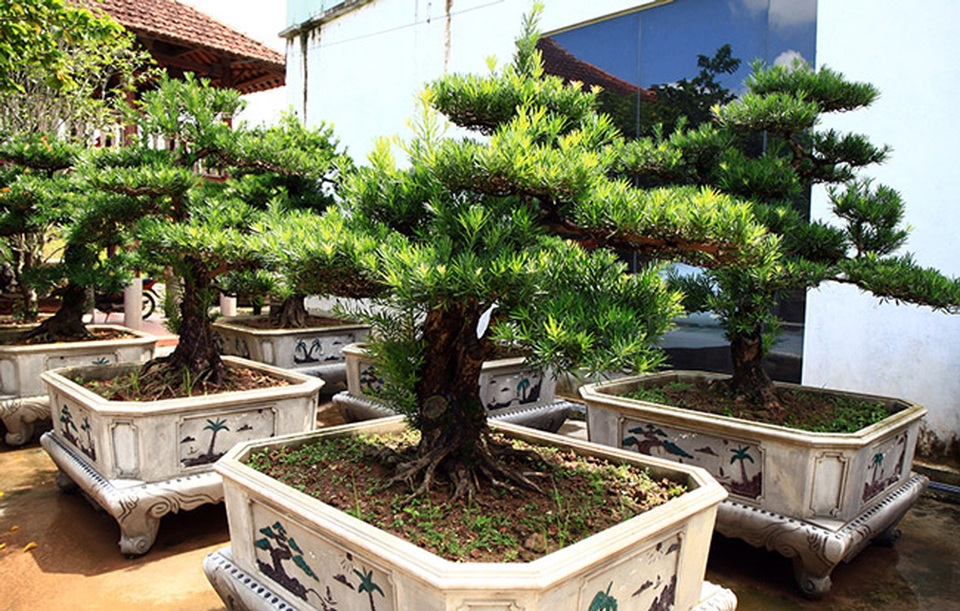 Đột nhập vườn tùng cổ hàng trăm tỷ của đại gia Hưng Yên - 15 Đột nhập vườn tùng cổ hàng trăm tỷ của đại gia Hưng Yên - 15