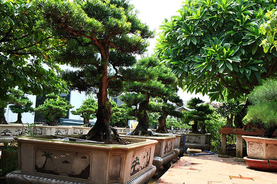 Đột nhập vườn tùng cổ hàng trăm tỷ của đại gia Hưng Yên - 2 Đột nhập vườn tùng cổ hàng trăm tỷ của đại gia Hưng Yên - 2