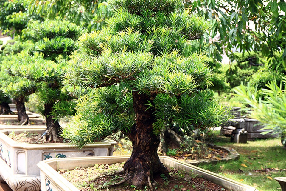 Đột nhập vườn tùng cổ hàng trăm tỷ của đại gia Hưng Yên - 3 Đột nhập vườn tùng cổ hàng trăm tỷ của đại gia Hưng Yên - 3
