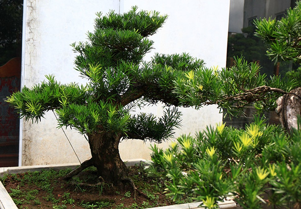 Đột nhập vườn tùng cổ hàng trăm tỷ của đại gia Hưng Yên - 5 Đột nhập vườn tùng cổ hàng trăm tỷ của đại gia Hưng Yên - 5
