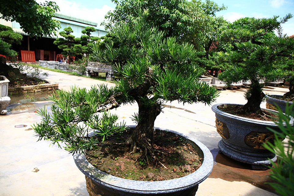 Đột nhập vườn tùng cổ hàng trăm tỷ của đại gia Hưng Yên - 7 Đột nhập vườn tùng cổ hàng trăm tỷ của đại gia Hưng Yên - 7