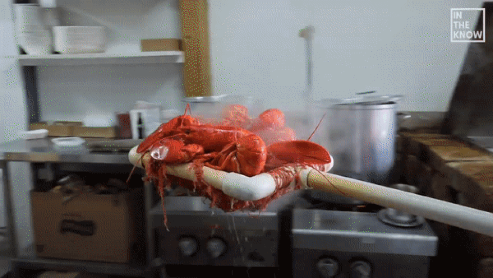 Nhà hàng luộc gần 500kg tôm hùm mỗi ngày phục vụ khách - 1