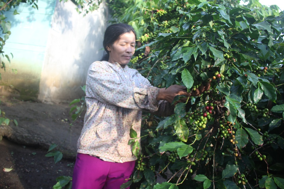 Người phụ nữ Xê Đăng “2 giỏi” ở... xứ sở sương mù - 6 Người phụ nữ Xê Đăng “2 giỏi” ở... xứ sở sương mù - 6