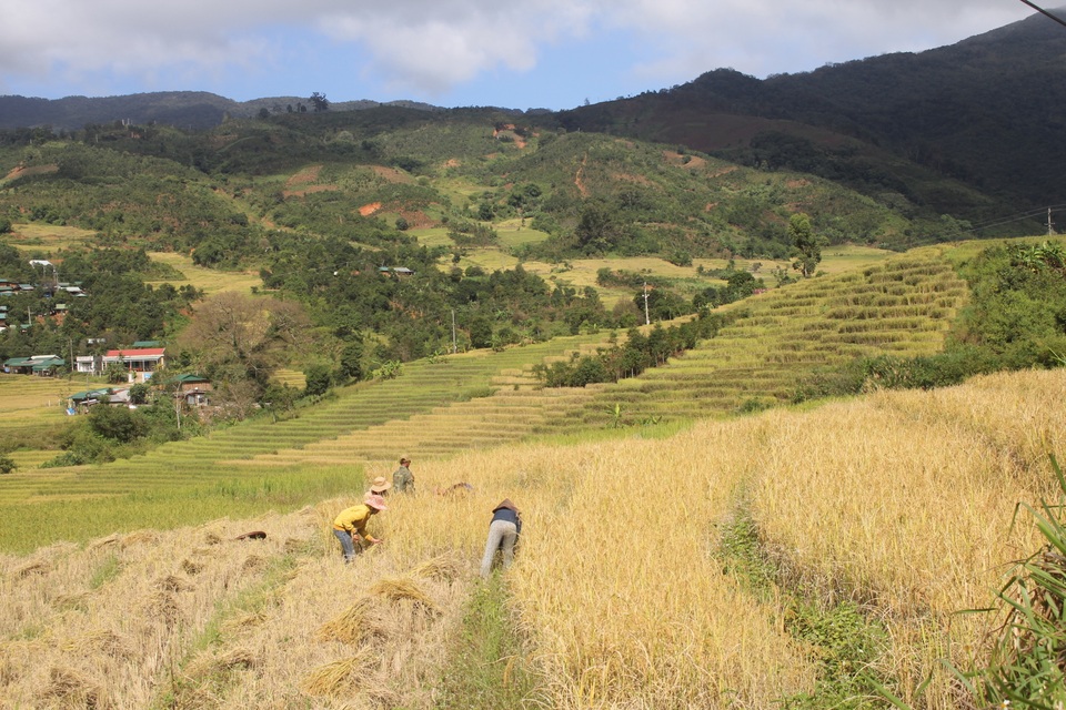 Người phụ nữ Xê Đăng “2 giỏi” ở... xứ sở sương mù - 7 Người phụ nữ Xê Đăng “2 giỏi” ở... xứ sở sương mù - 7