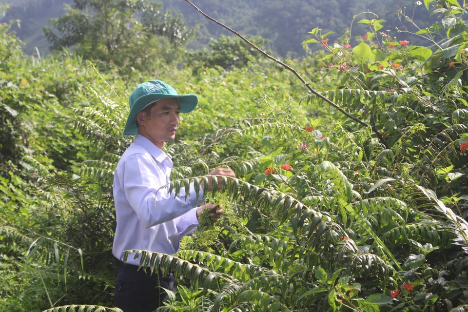 Những loại lá rừng đặc sản trên vùng núi Tây Nguyên - 6 Những loại lá rừng đặc sản trên vùng núi Tây Nguyên - 6