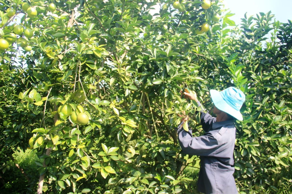 Quảng Trị: Trồng cam hữu cơ, mỗi vụ thu gần nửa tỷ đồng - 4 Quảng Trị: Trồng cam hữu cơ, mỗi vụ thu gần nửa tỷ đồng - 4