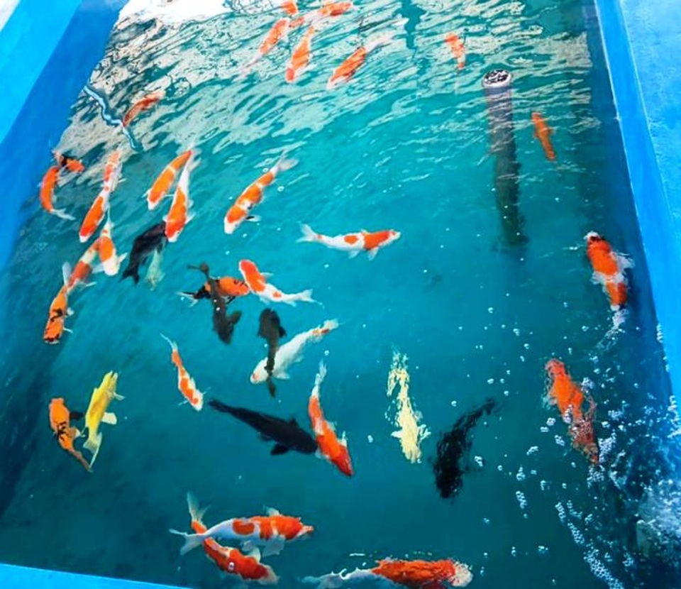“Mục sở thị” nuôi, nhân giống cá Koi Nhật Bản tại Bình Định - 3 “Mục sở thị” nuôi, nhân giống cá Koi Nhật Bản tại Bình Định - 3