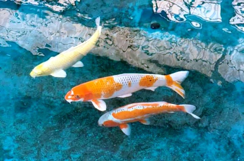 “Mục sở thị” nuôi, nhân giống cá Koi Nhật Bản tại Bình Định - 5 “Mục sở thị” nuôi, nhân giống cá Koi Nhật Bản tại Bình Định - 5