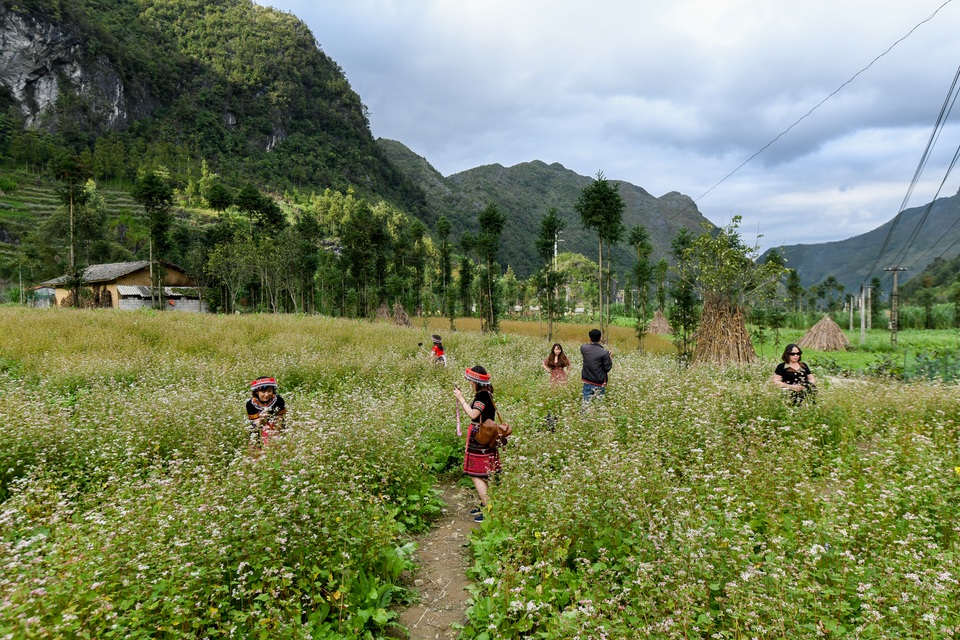 Thế là, mùa tam giác mạch đã về với Hà Giang! - 9