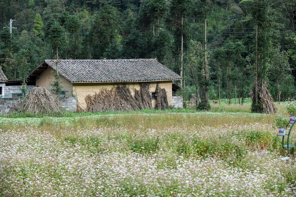 Thế là, mùa tam giác mạch đã về với Hà Giang! - 7