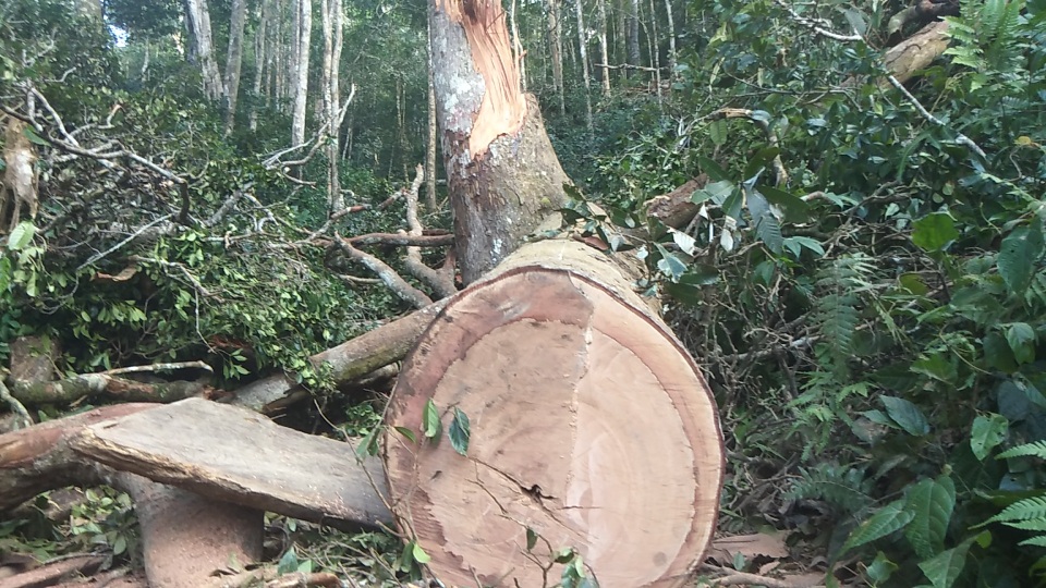 Tan hoang cánh rừng cổ thụ Mang Yang giữa đại ngàn Tây Nguyên! - 7 Tan hoang cánh rừng cổ thụ Mang Yang giữa đại ngàn Tây Nguyên! - 7