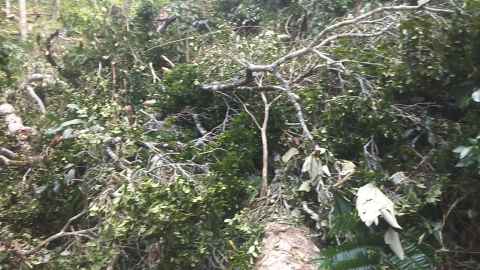 Tan hoang cánh rừng cổ thụ Mang Yang giữa đại ngàn Tây Nguyên! - 11 Tan hoang cánh rừng cổ thụ Mang Yang giữa đại ngàn Tây Nguyên! - 11