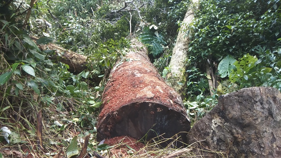 Tan hoang cánh rừng cổ thụ Mang Yang giữa đại ngàn Tây Nguyên! - 10 Tan hoang cánh rừng cổ thụ Mang Yang giữa đại ngàn Tây Nguyên! - 10