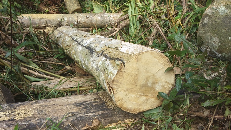 Tan hoang cánh rừng cổ thụ Mang Yang giữa đại ngàn Tây Nguyên! - 4 Tan hoang cánh rừng cổ thụ Mang Yang giữa đại ngàn Tây Nguyên! - 4